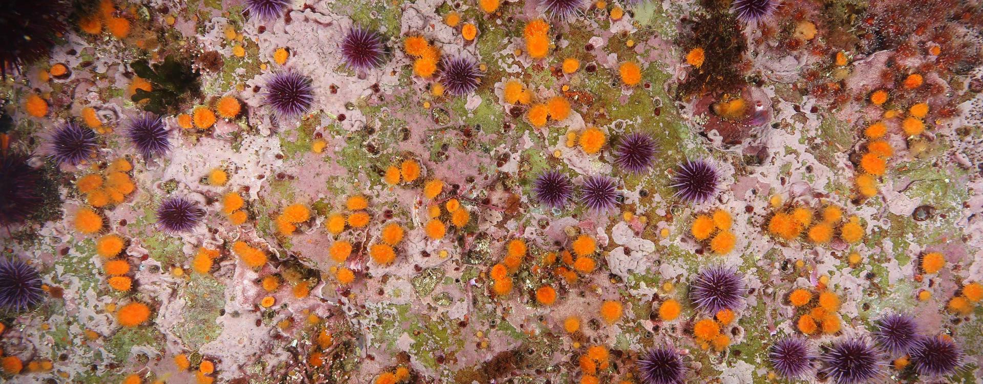 Orange solitary cup coral and purple sea urchins on ocean floor