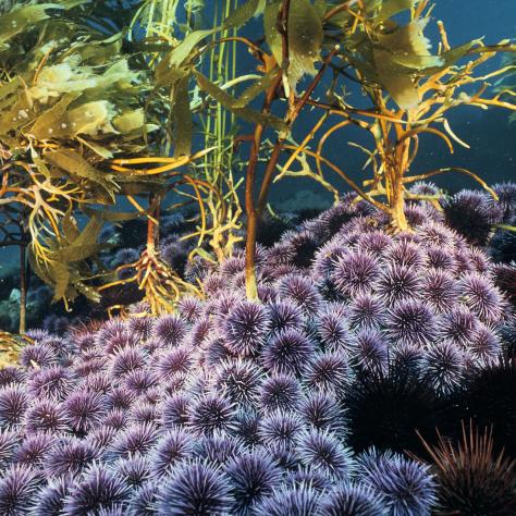 Many purple urchins around giant kelp