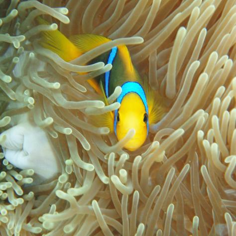 Orange-fin anemonefish peeking out of anemone