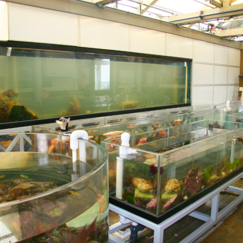 Large aquarium at The REEF UCSB