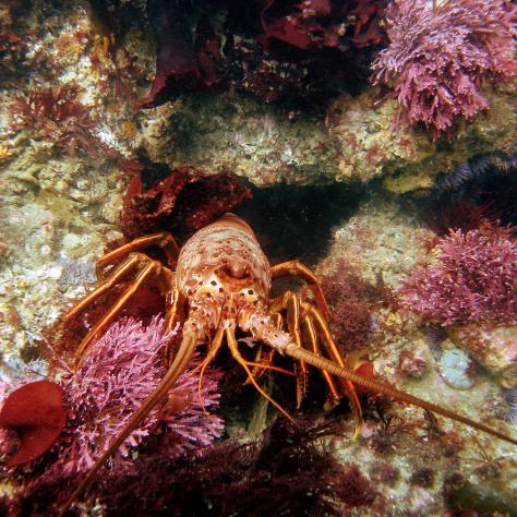 California spiny lobster