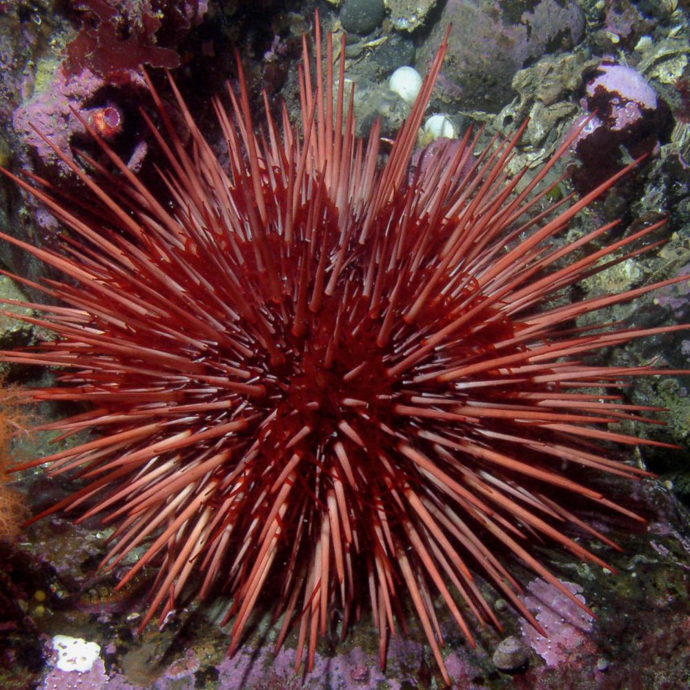 Red urchin close up