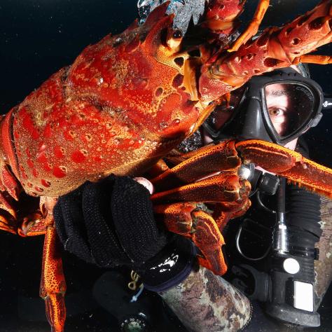 Research diver holding a huge lobster underwater