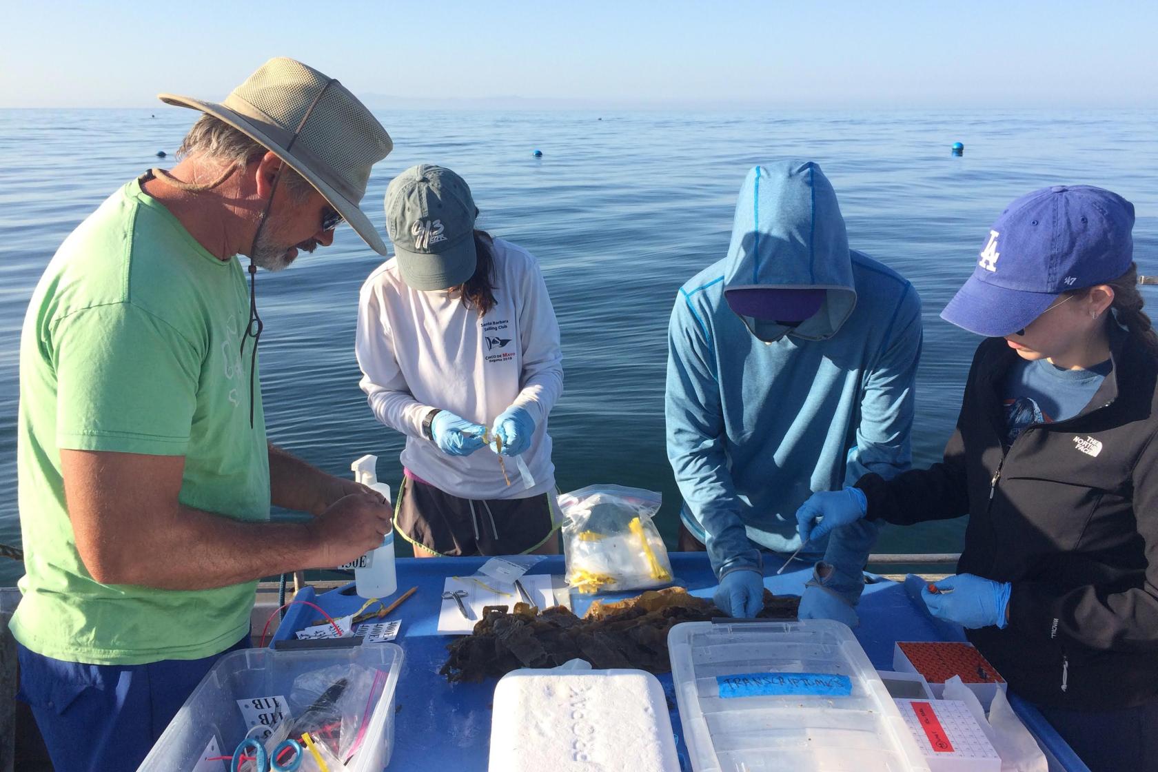 Grad students process samples of kelp on boat